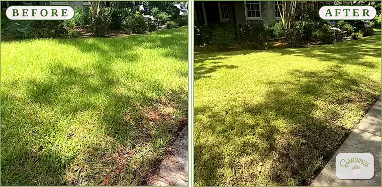 Before and after of a front lawn: on the left, shaggy uneven grass with pine straw and bare patches; on the right, the same lawn cut level and edged clean along the sidewalk.