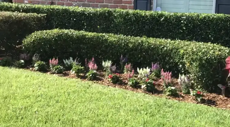 A mulched bed planted with rows of pink, purple, white and red flowers, running along the base of a tightly trimmed hedge beside a cut lawn.