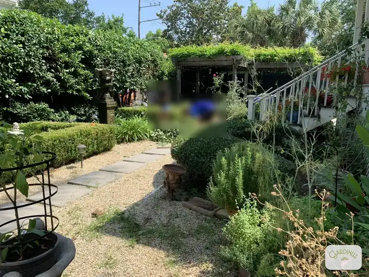 A shaded courtyard garden with clipped boxwood hedging, a gravel path set with stone pavers, potted plants and a climbing vine wall.