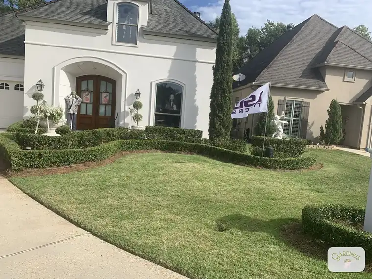 A large front yard with curved, closely sculpted hedge borders, fresh pine straw in the beds and an evenly mowed lawn between them.