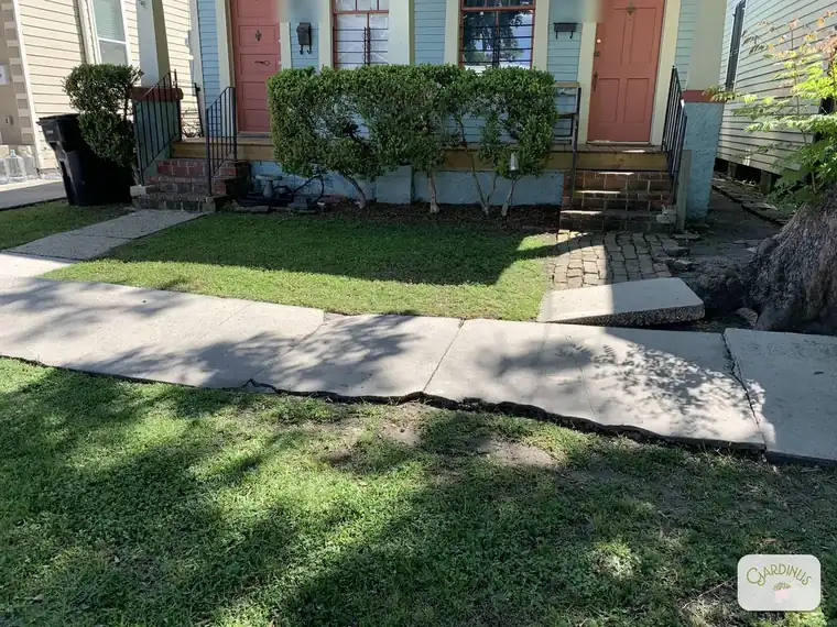 The front yards of a New Orleans double shotgun house, grass cut low and trimmed neatly around the sidewalk, steps and tree roots.